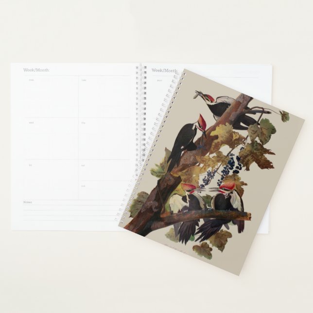 Audubon Peinture d'Oiseaux Pic Pilé (Devant avec enveloppe)