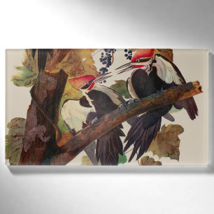 Audubon Pileated Woodpecker Bird Malerei Namenschild