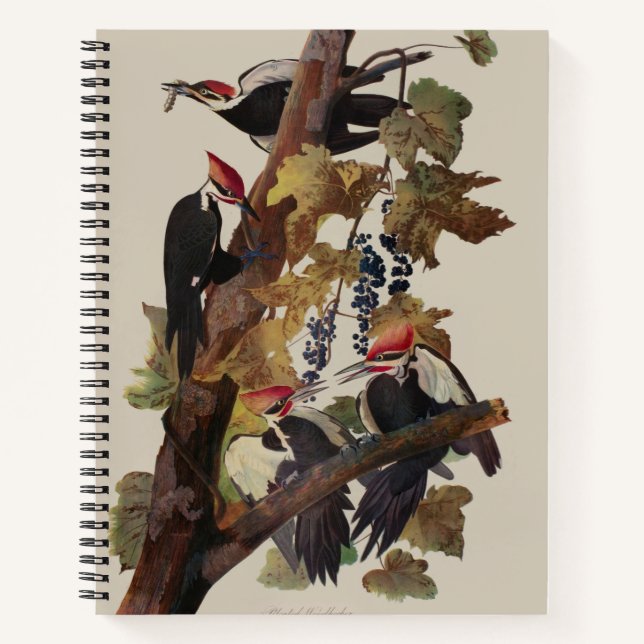 Audubon Pileated Woodpecker Bird Malerei Notizbuch (Vorderseite)