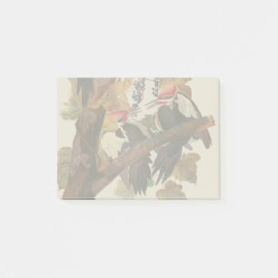 Audubon Pileated Woodpecker Bird Malerei Post-it Klebezettel