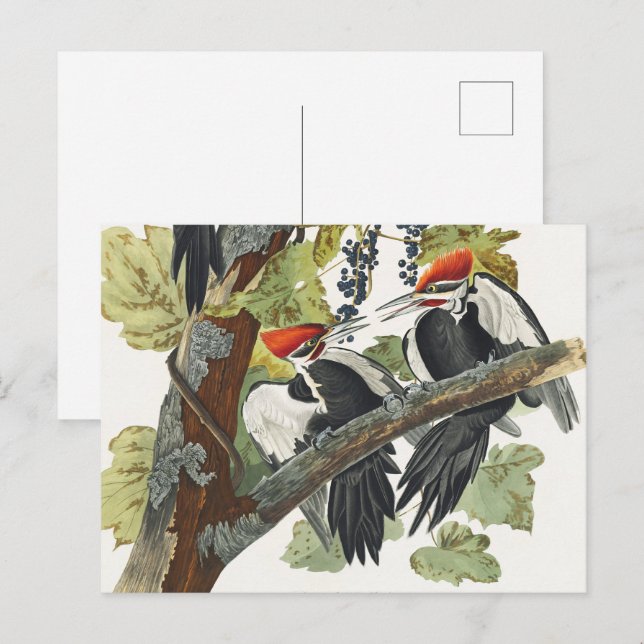 Audubon Pileated Woodpecker Bird Malerei Postkarte (Vorne/Hinten)