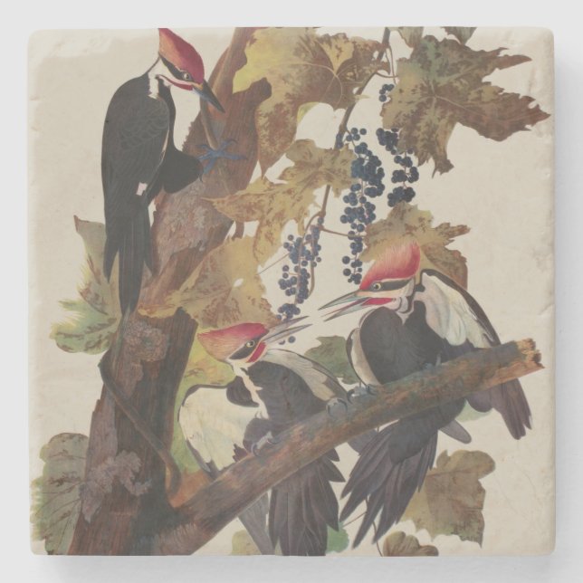Audubon Pileated Woodpecker Bird Malerei Steinuntersetzer (Vorderseite)