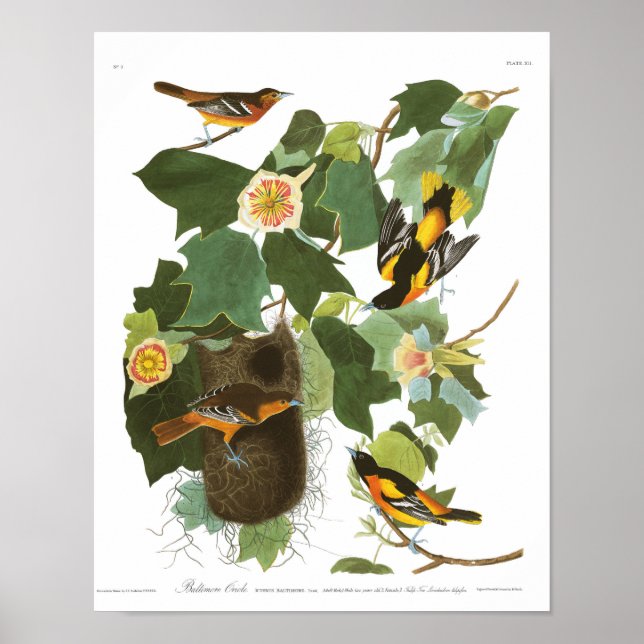 Audubon Plate 12 Baltimore Oriole Poster (Vorne)