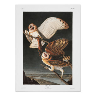 Audubon Plate 171 Barn Owl Poster