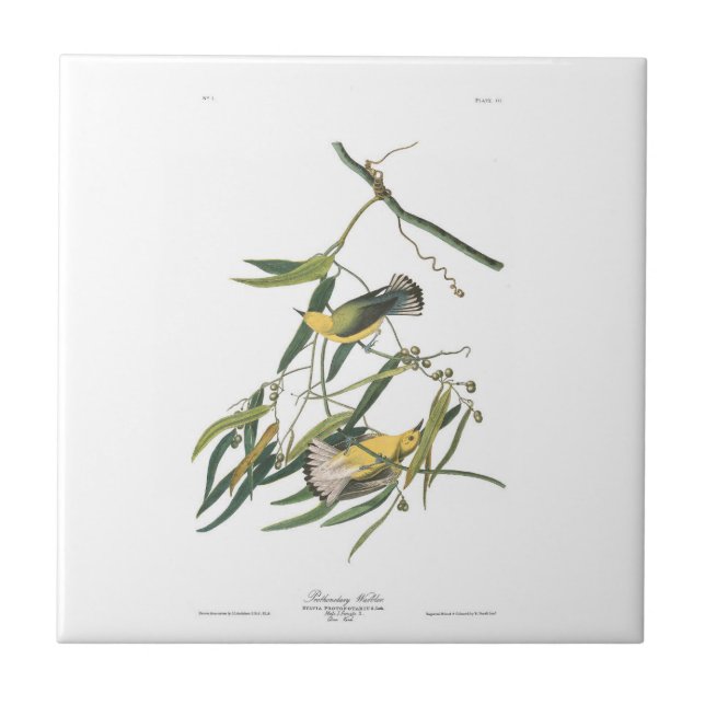 Audubon Platte3 Prothonotary-Trällerer Fliese (Vorderseite)