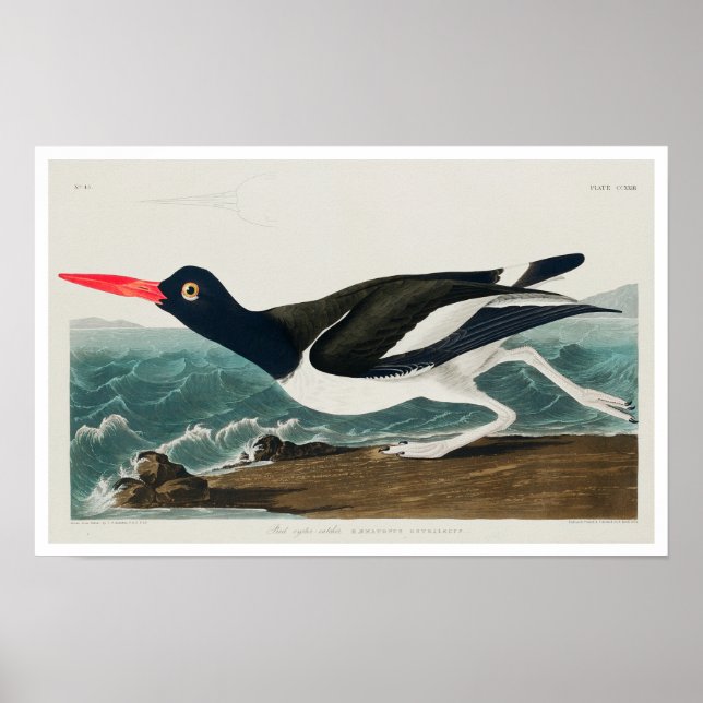 Audubon Poster: Austernfänger Poster (Vorne)