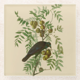 Audubon Purple Grackle Vogel Druck Vintage Botanik Glasuntersetzer