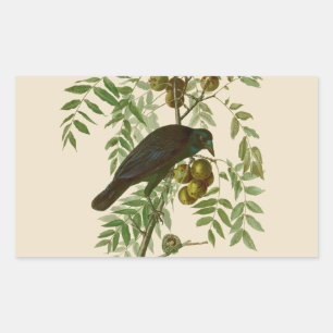 Audubon Purple Grackle Vogel Druck Vintage Botanik Rechteckiger Aufkleber