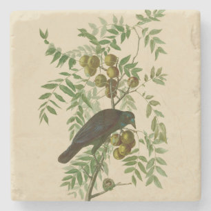 Audubon Purple Grackle Vogel Druck Vintage Botanik Steinuntersetzer