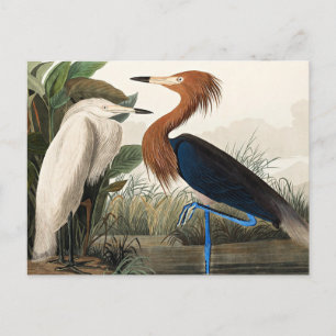Audubon - Purpurreiher Postkarte