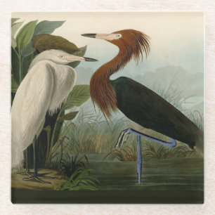 Audubon Purpurreiher Rötlicher Sichler Druck: Voge Glasuntersetzer
