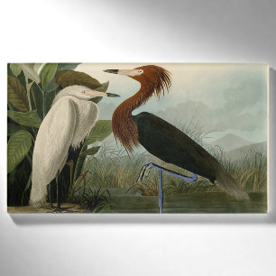 Audubon Purpurreiher Rötlicher Sichler Druck: Voge Namenschild
