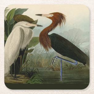 Audubon Purpurreiher Rötlicher Sichler Druck: Voge Rechteckiger Pappuntersetzer