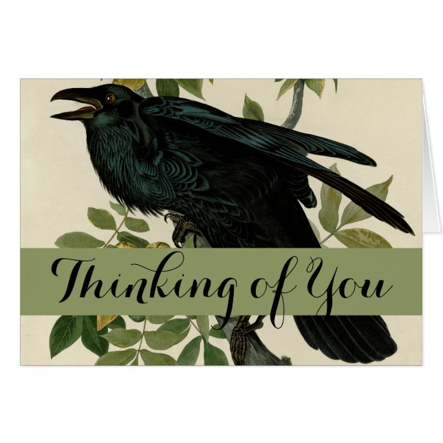 Audubon Raven Bird Classic Artwork (Vorderseite (Horizontal))