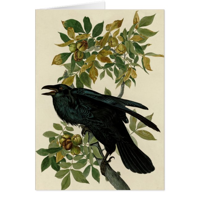Audubon Raven Bird Classic Artwork (Vorne)