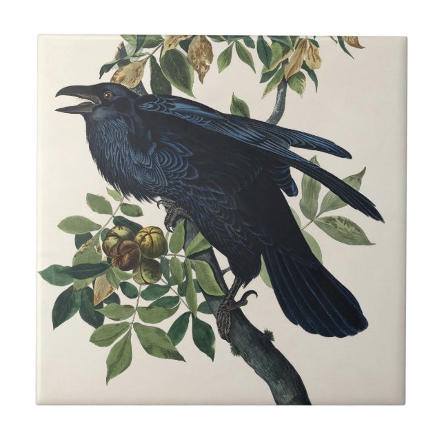 Audubon Raven Bird Klassische Malerei Fliese (Vorderseite)