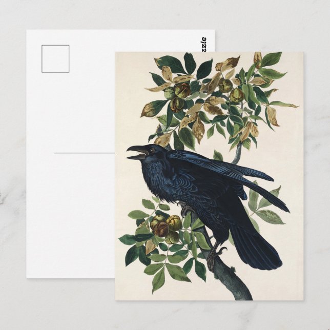 Audubon Raven Bird Klassische Malerei Postkarte (Vorne/Hinten)