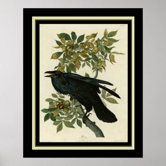 Audubon Raven Print 16x20 Poster (Vorne)