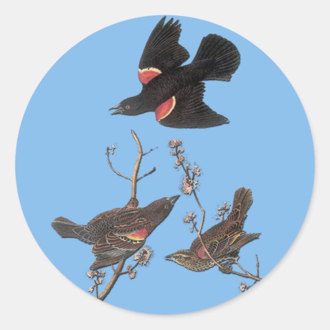 Audubon Red Winged Blackbird Bird Art Stickers (Vorderseite)