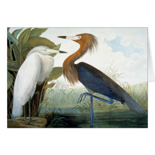 Audubon: Reddish Egret oder Lila Heron