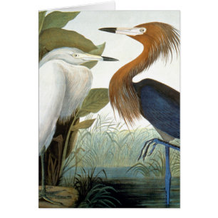 Audubon: Reddish Egret oder Lila Heron
