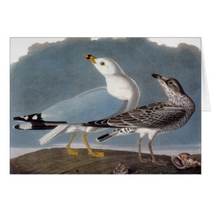 Audubon: Ring-Berechnete Möve