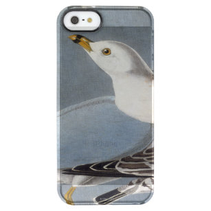 Audubon: Ring-Berechnete Möve Durchsichtige iPhone SE/5/5s Hülle