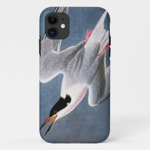 Audubon: Rosa Seeschwalbe iPhone 11 Hülle