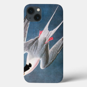 Audubon: Rosa Seeschwalbe iPhone 13 Hülle