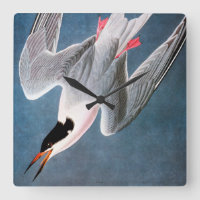 Audubon: Roseate Tern