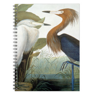 Audubon: Rötlicher Reiher oder lila Reiher Notizblock