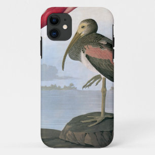 Audubon: Scharlachrot IBIS title_seo2