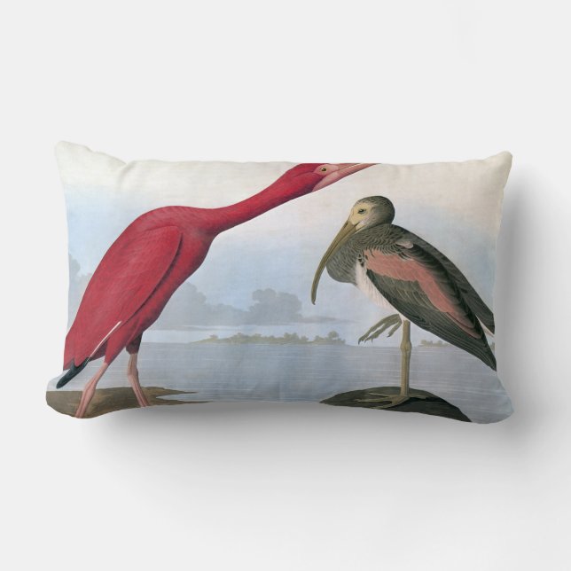 Audubon: Scharlachrot IBIS Lendenkissen (Vorderseite)