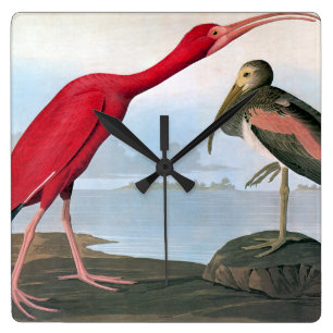 Audubon: Scharlachrot IBIS Quadratische Wanduhr