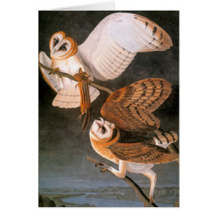Audubon: Schleiereule