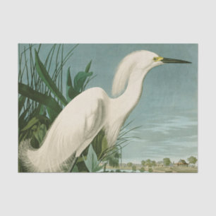 Audubon Schneeregenpfeifer Weißer Reiher Vogel Vog Seidenpapier