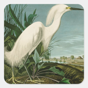 Audubon Schneereiher Weißer Silberreiher Vogel Vog Quadratischer Aufkleber