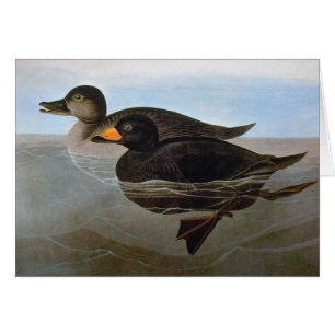 Audubon: Schwarze Ente