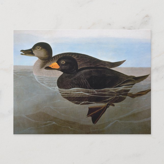 Audubon: Schwarze Ente Postkarte (Vorderseite)