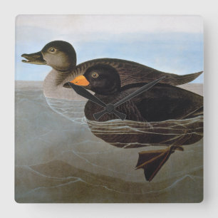 Audubon: Schwarze Ente Quadratische Wanduhr