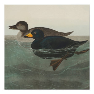 Audubon Schwarze Trauerente Druck: Vintage Küstene Poster