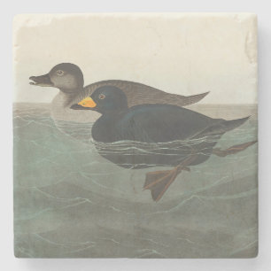 Audubon Schwarze Trauerente Druck: Vintage Küstene Steinuntersetzer