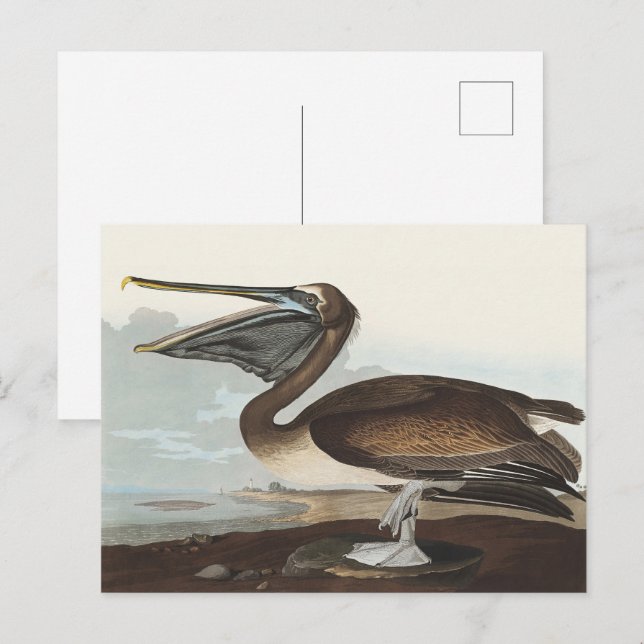 Audubon Seaside Brown Pelican Watercolor Painting Postkarte (Vorne/Hinten)