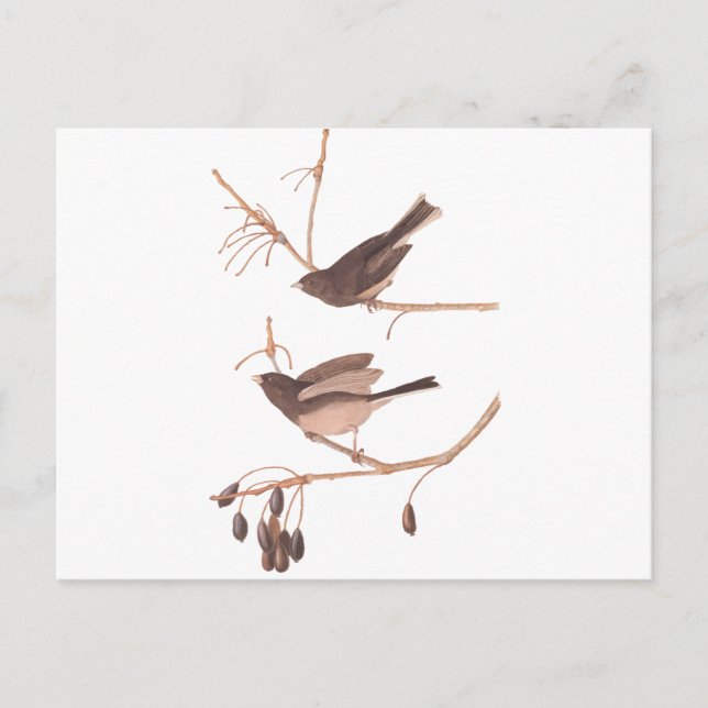 Audubon Snow Birds Postkarte (Vorderseite)