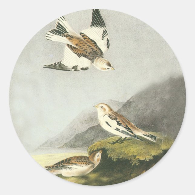 Audubon Snow Bunting Bird Art Stickers (Vorderseite)