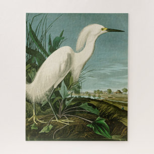 Audubon Snowy Heron White Egret Bird