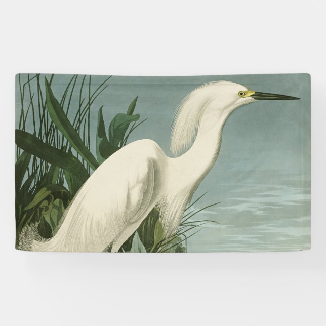 Audubon Snowy Heron White Egret Bird Vogelbeobacht Banner (Horizontal)