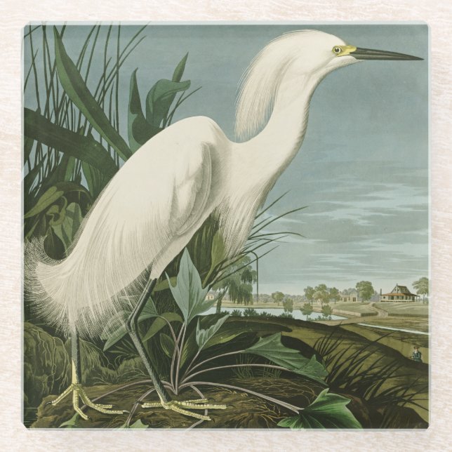 Audubon Snowy Heron White Egret Bird Vogelbeobacht Glasuntersetzer (Vorderseite)