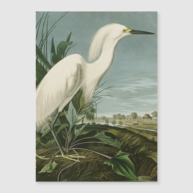Audubon Snowy Heron White Egret Bird Vogelbeobacht Magnetkarte (Vorderseite)