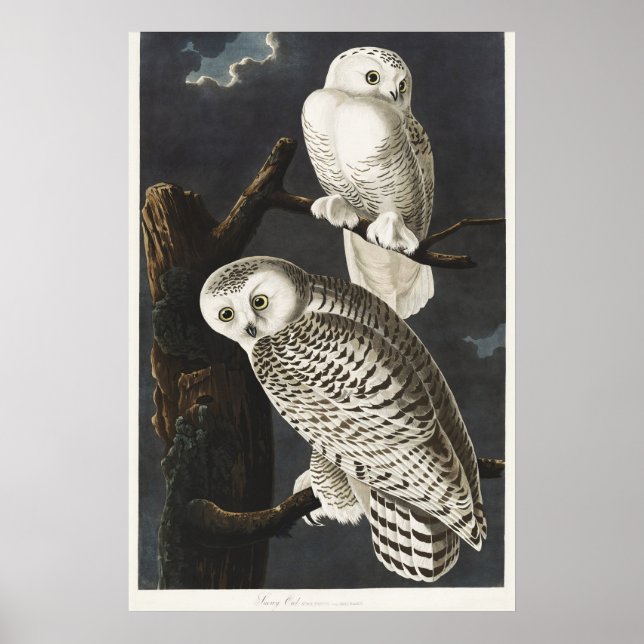 Audubon Snowy Owl Bird Artwork Poster (Vorne)